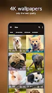 Screenshot Cute Animal Wallpapers 4K 2