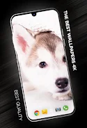 Puppies Wallpapers in 4K ảnh chụp màn hình 1