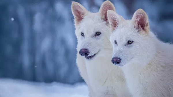 Científicos devuelven a la vida al lobo gigante