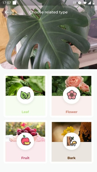 LeafSnap Screenshot 2