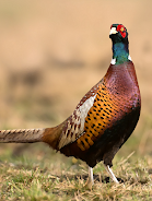 Pheasant sounds captura de pantalla 