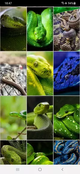 Snake Wallpapers应用截图第4张