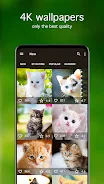 Kitten Wallpapers 4K Screenshot 2