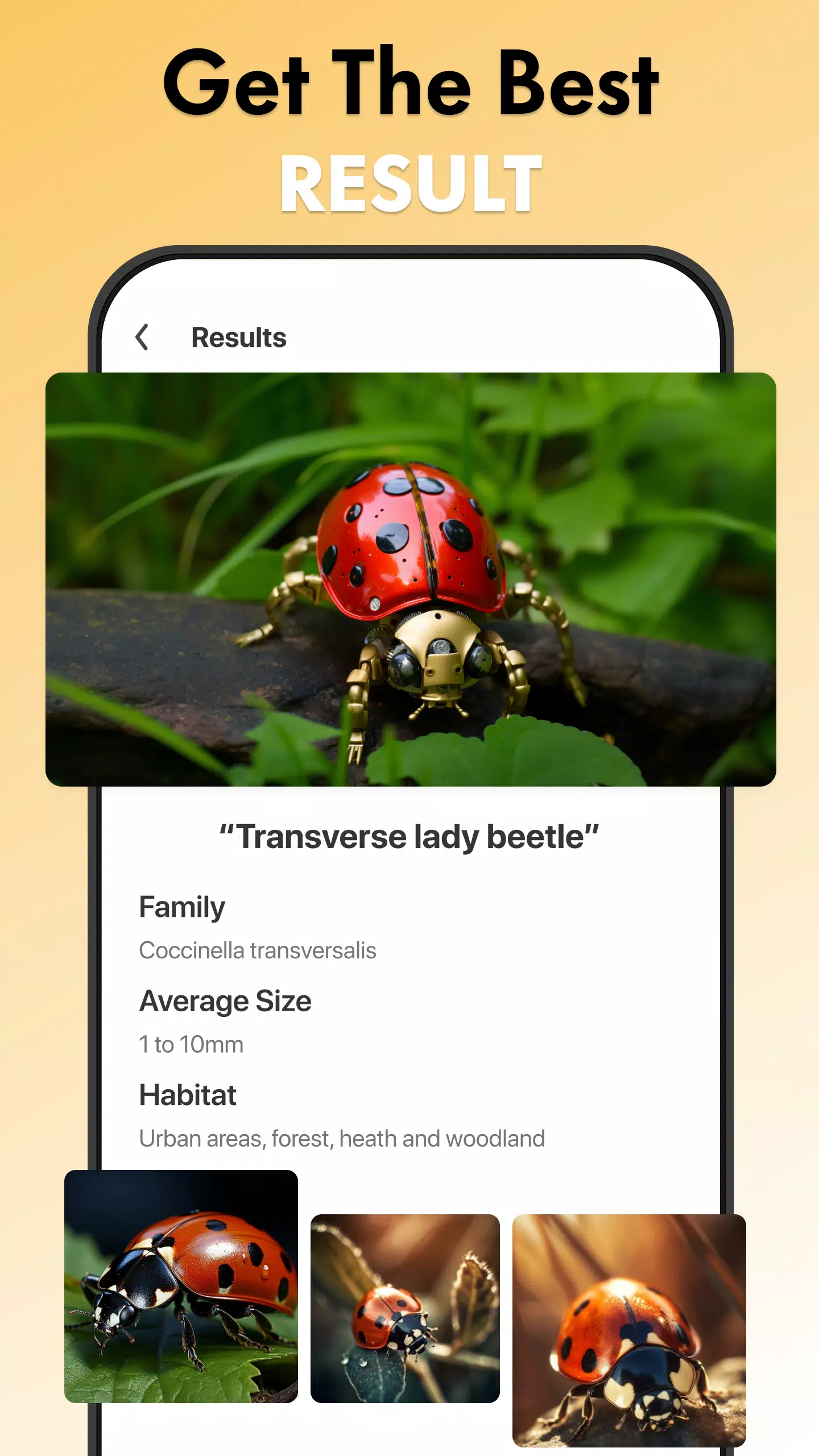 Insect Identifier Bug Identify Screenshot 3